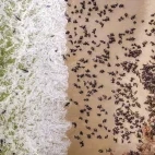 Aerial view of a seal colony on the coast of Namibia.