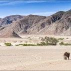A desert-adapted elephant in Namibia.