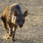 Brown hyena in Namibia.