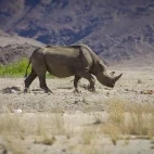 Black rhino in the desert environment of Namibia.