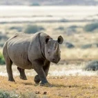 Black rhino in Namibia.
