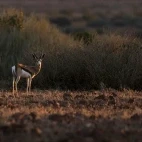 Springbok in Namibia.