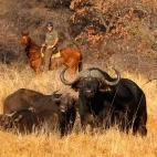 Buffalo in South Africa.