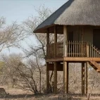 Wildlife passing through nThambo Tree Camp. A cheetah strolls by one of the accommodation.