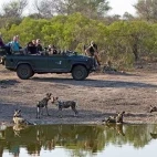 Guests enjoying a sighting of wild dogs on a bush safari in Klaserie Private Nature Reserve.