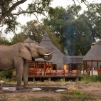 Elephant near the lodge - Hoyo Hoyo Safari Lodge is set on an ancient elephant path.