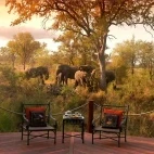 Herd of elephants from the lodge's main deck area, Hoyo Hoyo Safari Lodge.