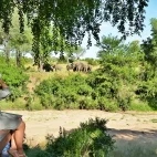 Guest observing a herd of elephants from a bench at Imbali Safari Lodge, South Africa.