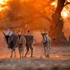Common eland in South Africa