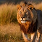 Lion in South Africa