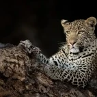 Nhlanguleni the leopard cub resting, in Londolozi Private Game Reserve, South Africa.