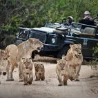 Female lions with cubs walking along a dirt track, with safari vehicle behind, in Londolozi Private Game Reserve, South Africa.