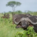 A herd of buffalo grazing in Londolozi Private Game Reserve, South Africa.