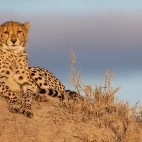 Cheetah resting on high ground in Londolozi Private Game Reserve, South Africa.