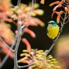 Magnificent colouration of the collard sunbird  in Londolozi Private Game Reserve, South Africa.