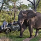 Bull elephant passing a safari vehicle in Londolozi Private Game Reserve, South Africa.