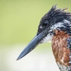 Close-up image of a giant kingfisher in Londolozi Private Game Reserve, South Africa.