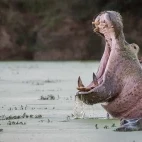 Hippo with mouth open, showing off its powerful jaw, in Londolozi Private Game Reserve, South Africa.