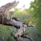 Leopard cub perched in a section of tree, in Londolozi Private Game Reserve, South Africa.