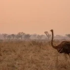Sunset view of the savannah, with an ostrich in the foreground, in Londolozi Private Game Reserve, South Africa.