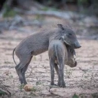Young warthogs in Londolozi Private Game Reserve, South Africa.