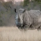 White rhino in Londolozi Private Game Reserve, South Africa.