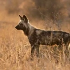 African wild dog in the savannah grass, in Londolozi Private Game Reserve, South Africa.