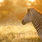 A zebra backlit by the sun in Londolozi Private Game Reserve, South Africa.