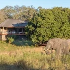 Elephant grazing near Dulini River Lodge, South Africa.