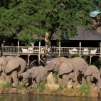 A herd of elephants grazing by Sabi Sabi Bush Lodge.