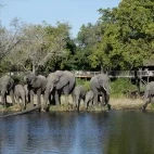 A herd of elephants enjoying some refreshing water by Sabi Sabi Bush Lodge. Guests can view the wildlife from the elevated decking.
