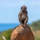 Chacma baboon in South Africa