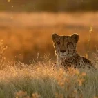 Cheetah in South Africa