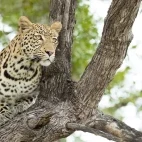 Leopard in South Africa