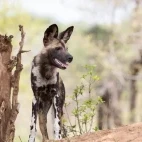 African wild dog in South Africa