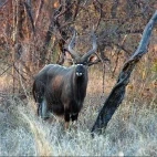 Nyala in Klaserie Private Nature Reserve, South Africa
