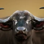 African buffalo