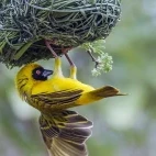 Southern masked weaver in Klaserie Private Nature Reserve, South Africa