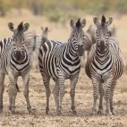 Zebra in Klaserie Private Nature Reserve, South Africa