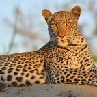 Leopard in Klaserie Private Nature Reserve, South Africa