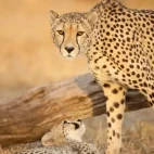Cheetah & cub in Klaserie Private Nature Reserve, South Africa