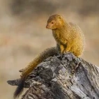 Common slender mongoose in Klaserie Private Nature Reserve, South Africa