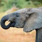 African elephant in Klaserie Private Nature Reserve, South Africa