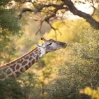 Giraffe in Klaserie Private Nature Reserve, South Africa