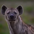 Hyena in Klaserie Private Nature Reserve, South Africa