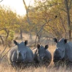 Rhino in Klaserie Private Nature Reserve, South Africa