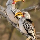 Southern yellow-billed hornbill in Klaserie Private Nature Reserve, South Africa