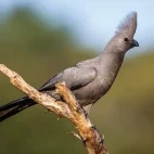Grey go-away bird in Klaserie Private Nature Reserve, South Africa