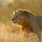 Lion in Klaserie Private Nature Reserve, South Africa
