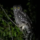 Spotted eagle owl in Klaserie Private Nature Reserve, South Africa